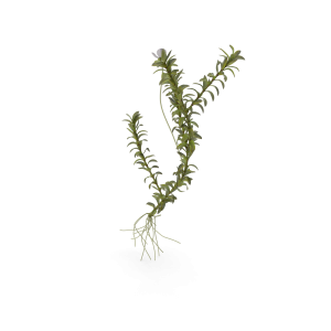 Aquassi Ltd - Aquatic Plant Elodea Adult