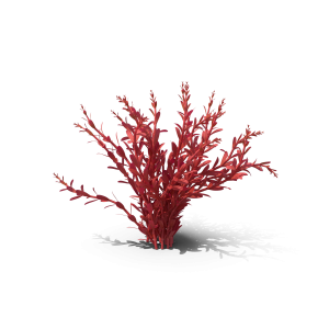 Rotala Aquatic Plant Orange