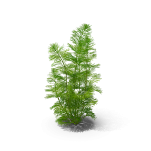 Cabomba Aquarium Plant: Transform Your Aquatic Space