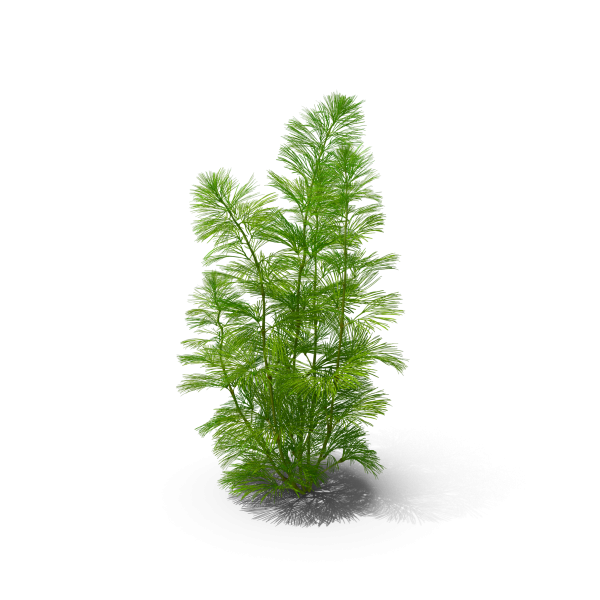 Cabomba Aquarium Plant: Transform Your Aquatic Space