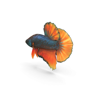 Aquassi Ltd - Female Betta Fish £29.99