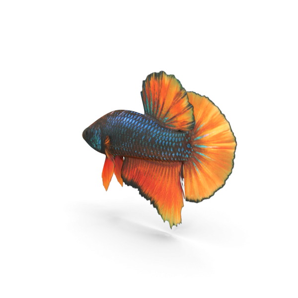 Aquassi Ltd - Female Betta Fish £29.99