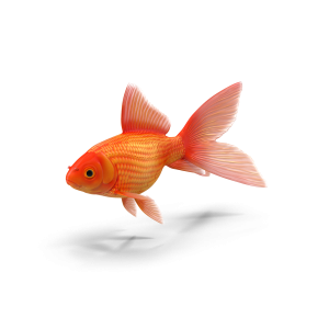 Common Red Goldfish