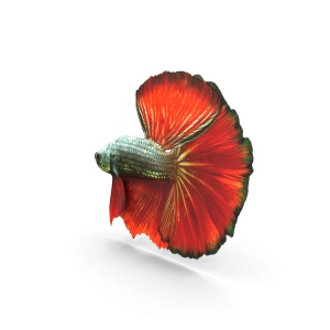 Aquassi Ltd - Male Betta Fish - £29.99
