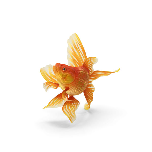 Fantail Goldfish - Image 2