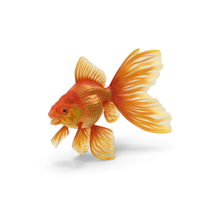 Fantail Goldfish