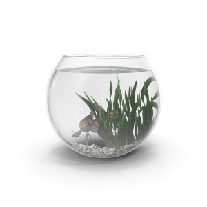 Goldfish Bowl + Plant + Blackmore Goldfish!