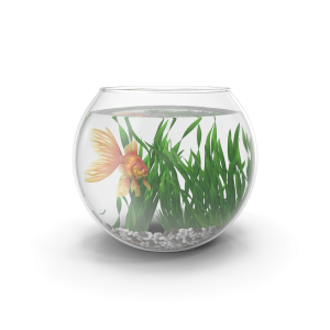 Goldfish bowl + Plant + Orange Fancy Goldfish!