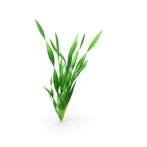 Tape Aquarium Grass