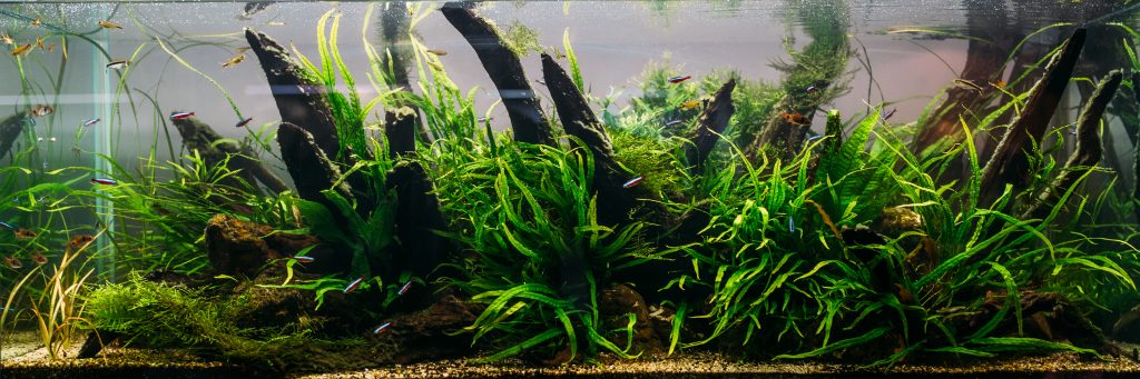 An aquarium filled with vibrant green plants and colorful fish swimming among them.
