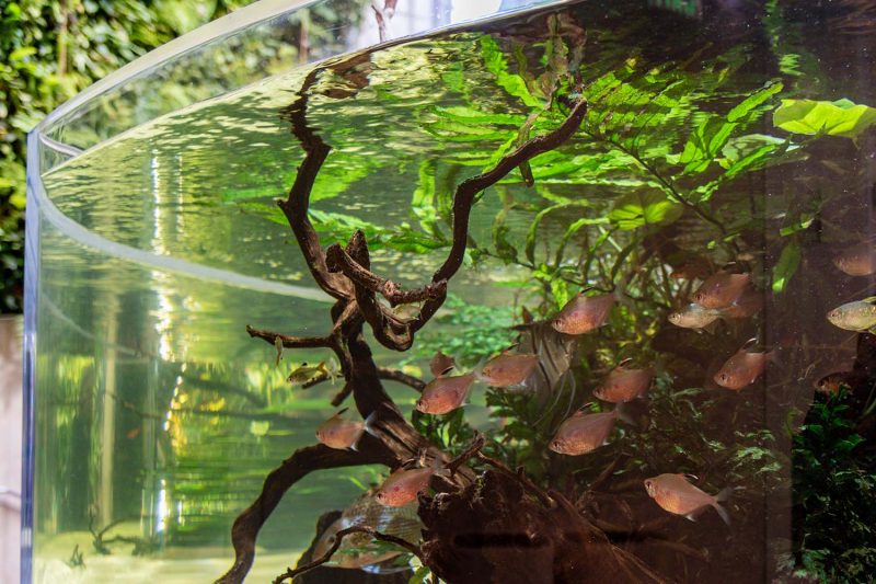 A vibrant fish tank filled with colorful fish swimming among lush green plants.