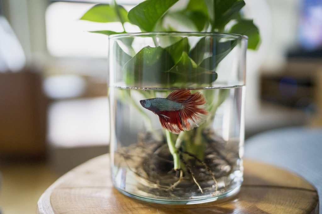 A colorful fish swims in a glass vase filled with green aquatic plant.