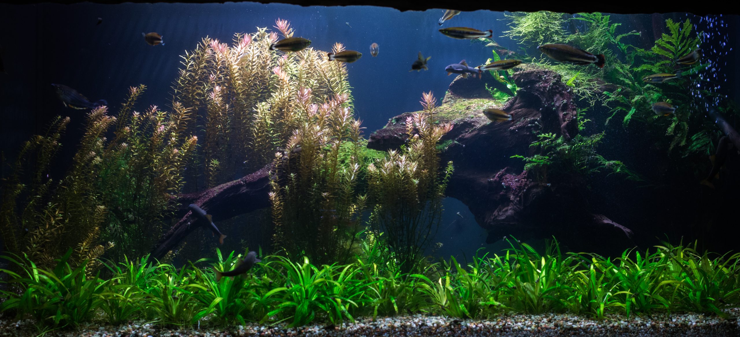An aquarium filled with vibrant green plants and colorful fish swimming among them.