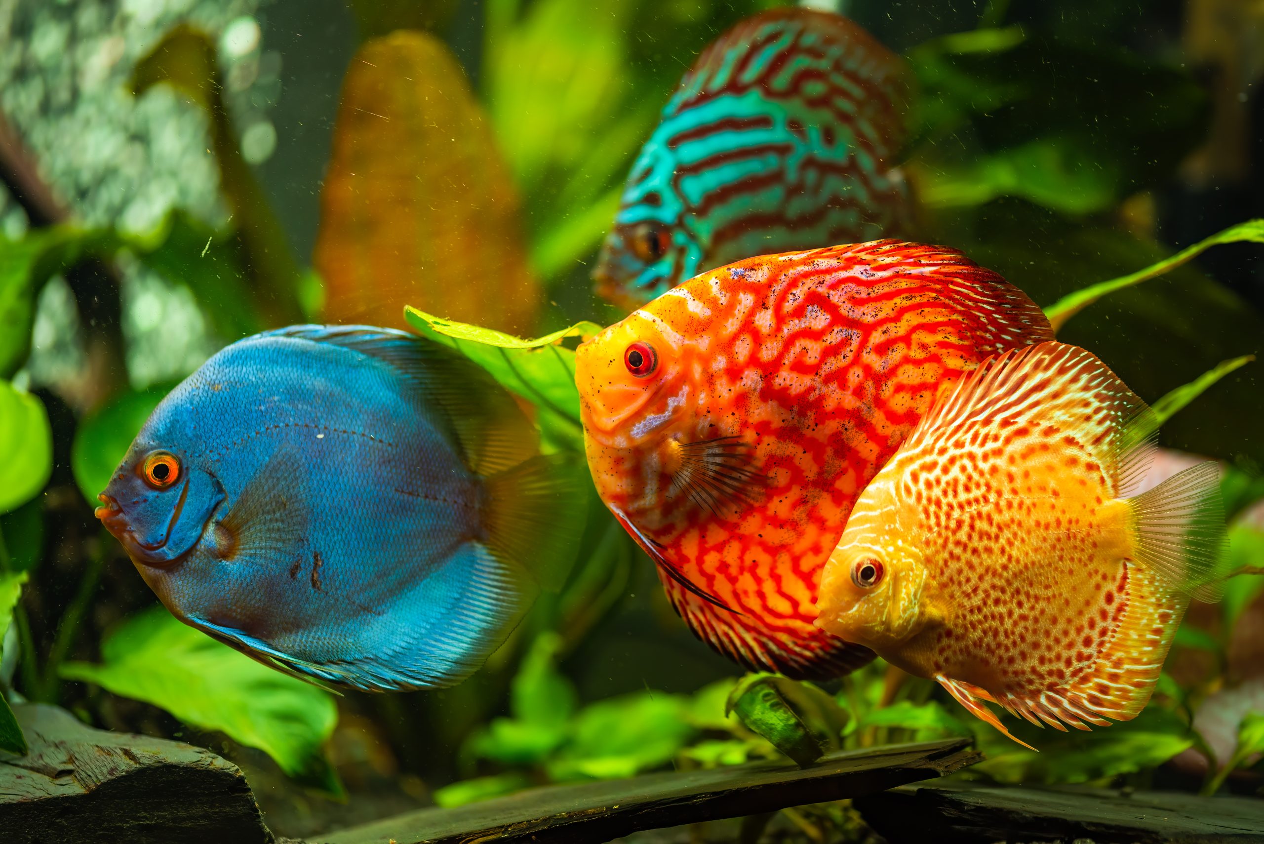 Three colorful discus fish swimming gracefully in a clear aquarium filled with aquatic plants.
