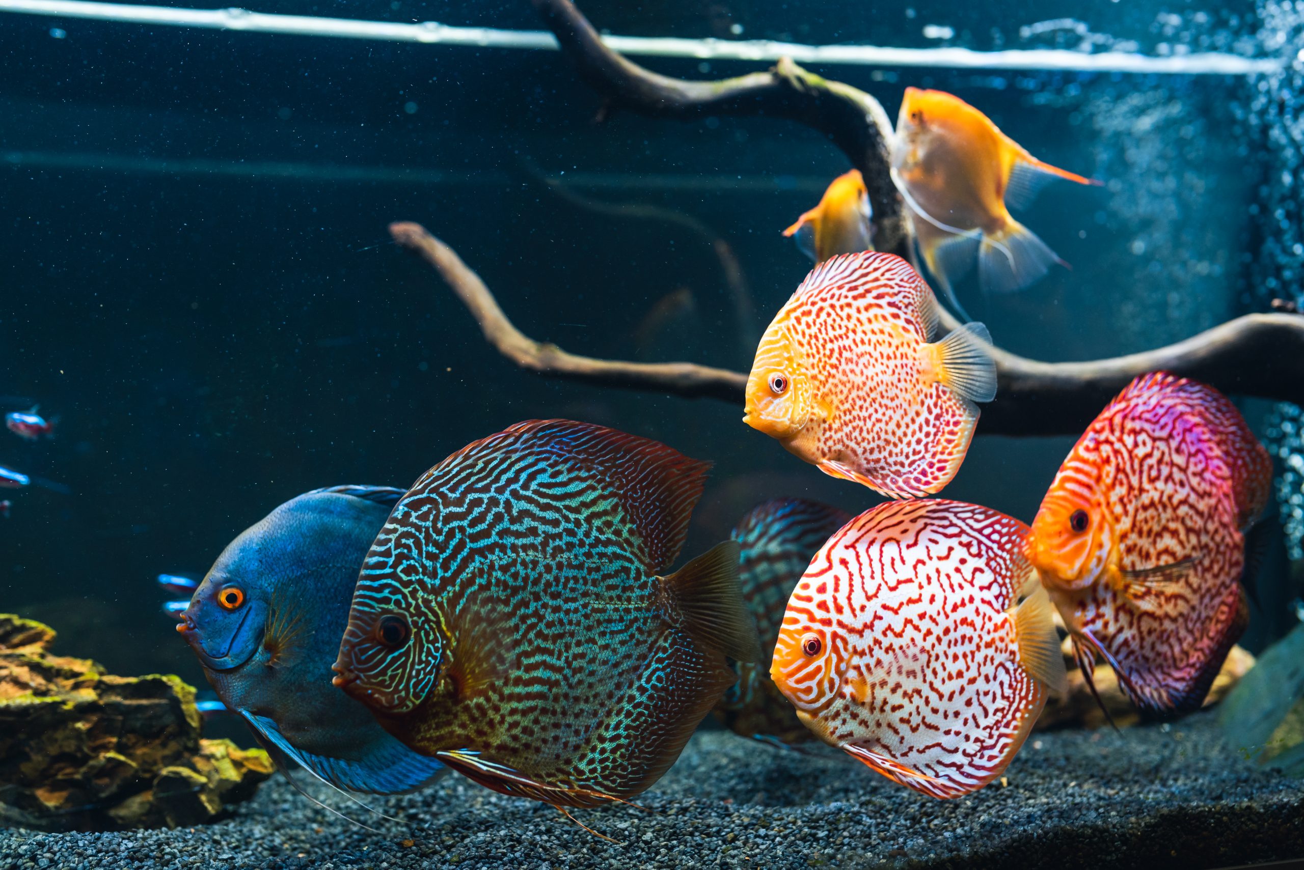 A group of colorful fish swimming together in a clear aquarium tank.