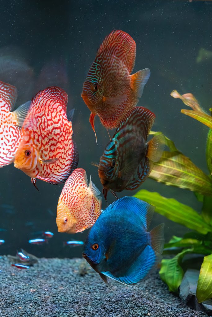 A group of colorful discus fish swimming gracefully in a clear aquarium filled with aquatic plants.