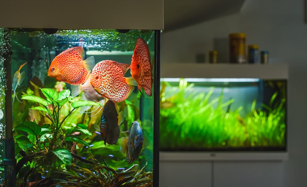 A fish tank showcasing lush green plants and several small fish swimming peacefully within.