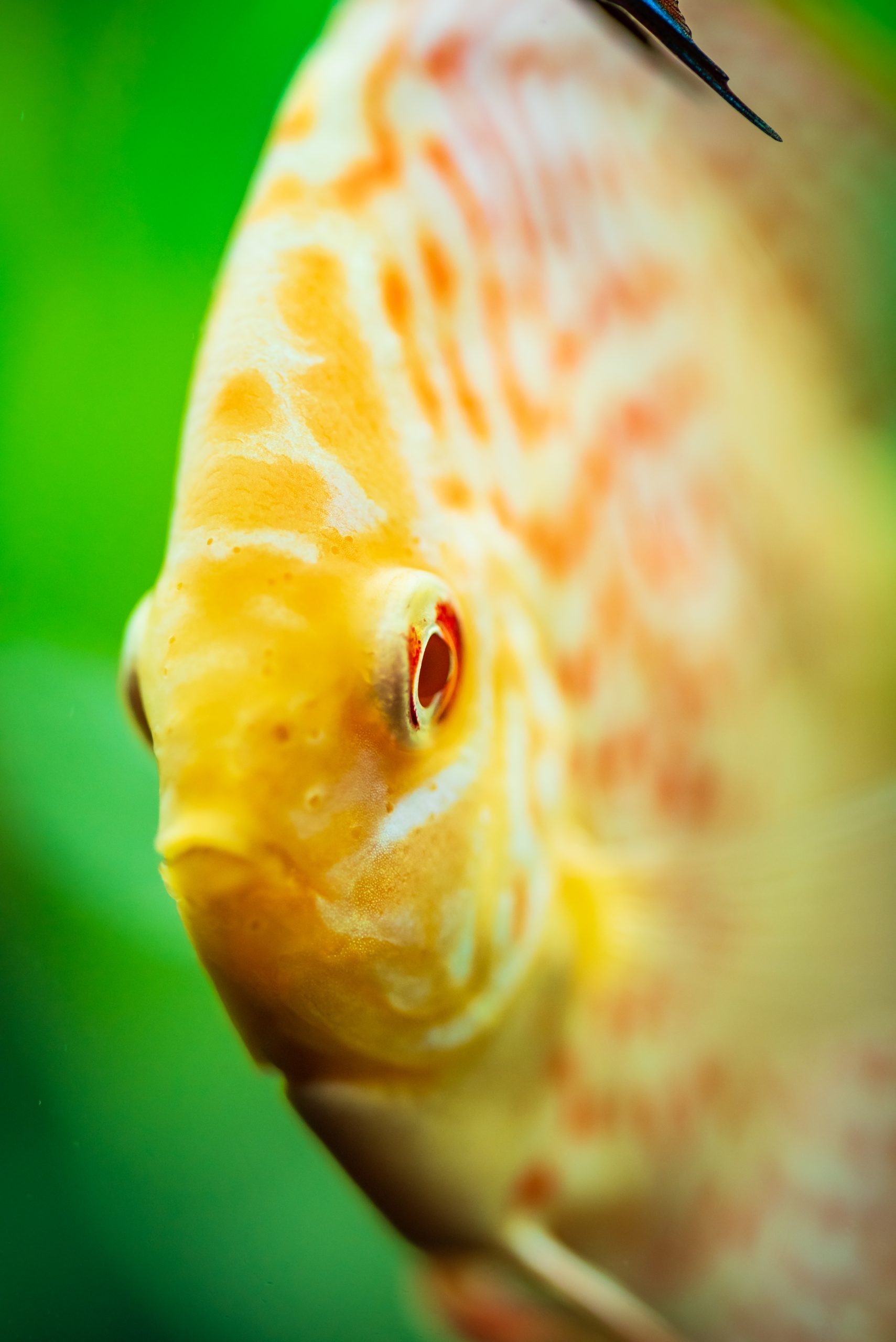 Close-up of a yellow and white fish showcasing its vibrant colors and intricate patterns.