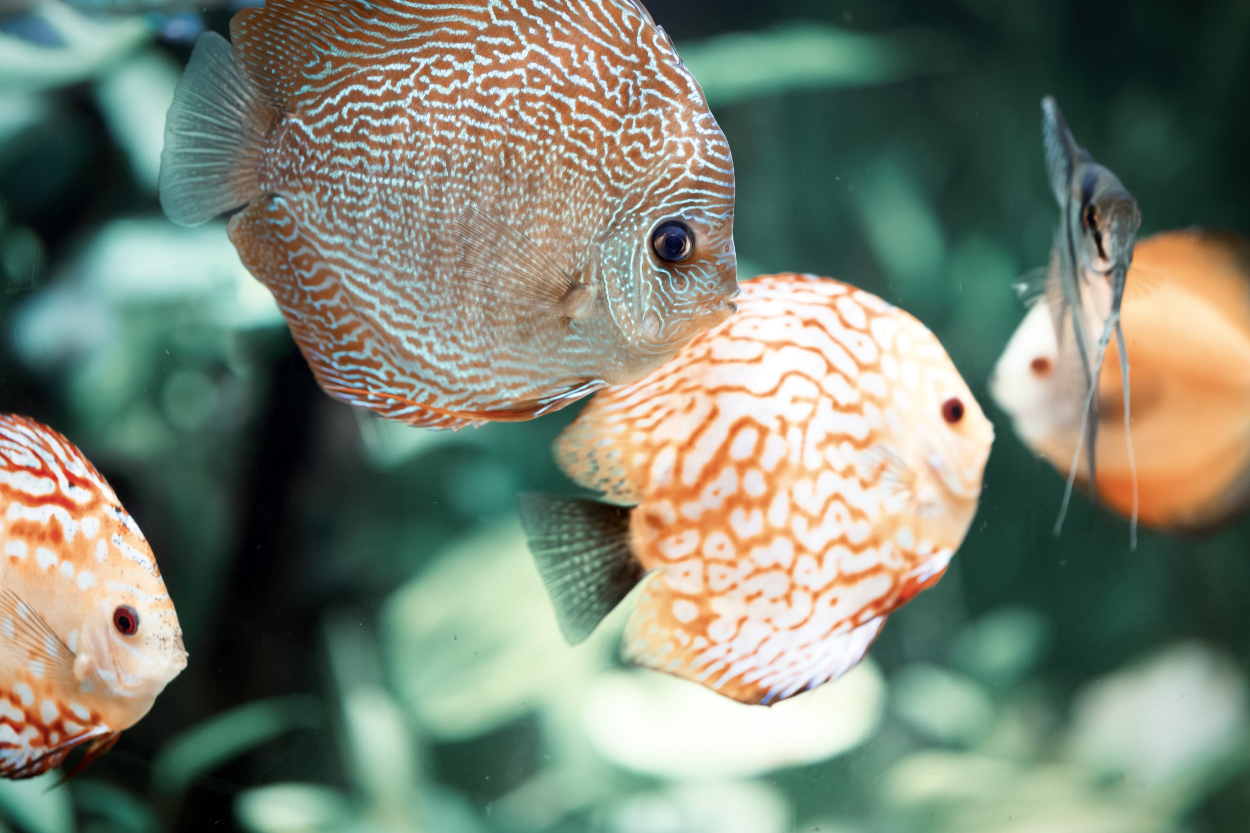 A vibrant discus fish swimming gracefully in a clear aquarium filled with aquatic plants.