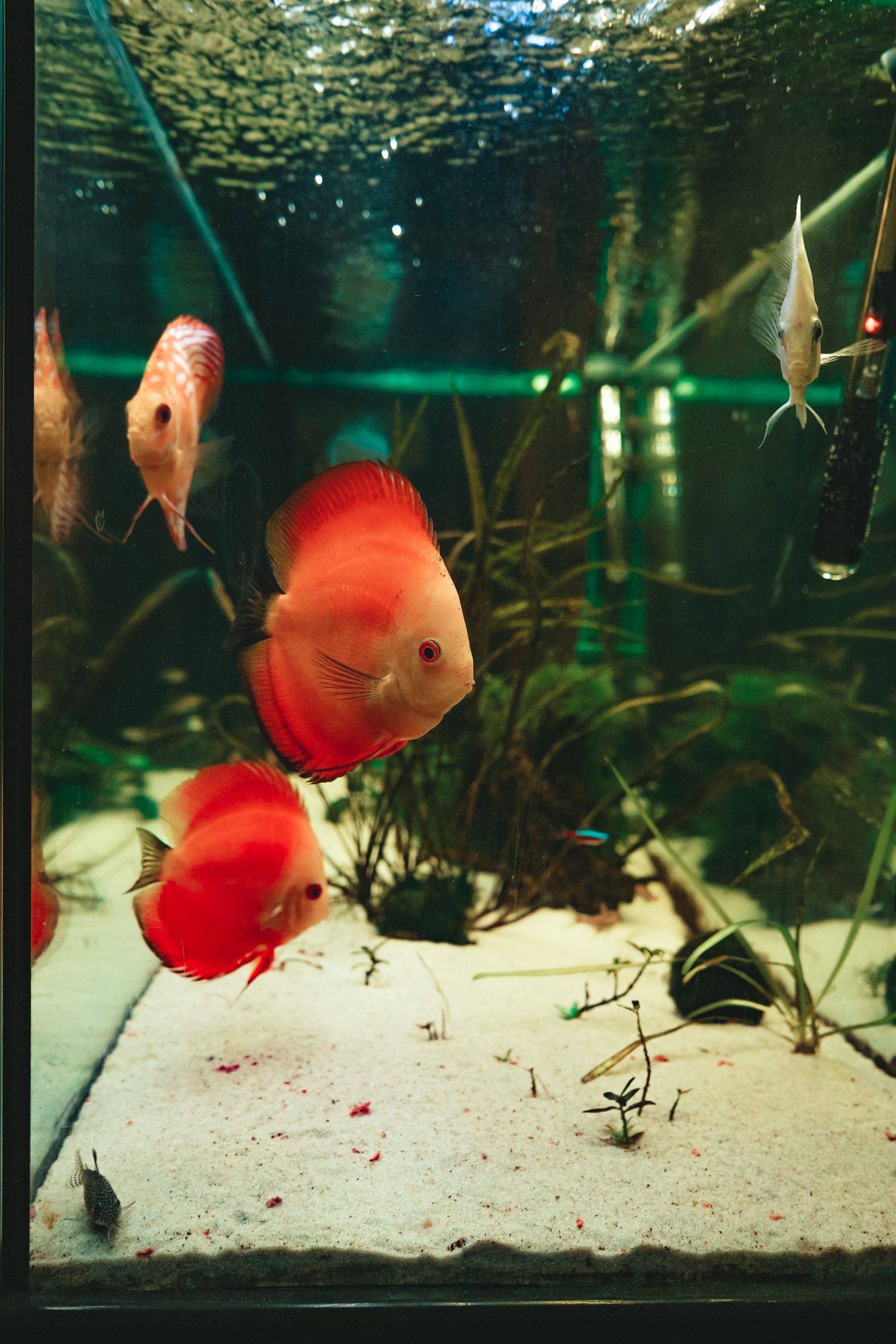 A vibrant fish tank filled with red and white fish swimming among aquatic plants and decorative rocks.