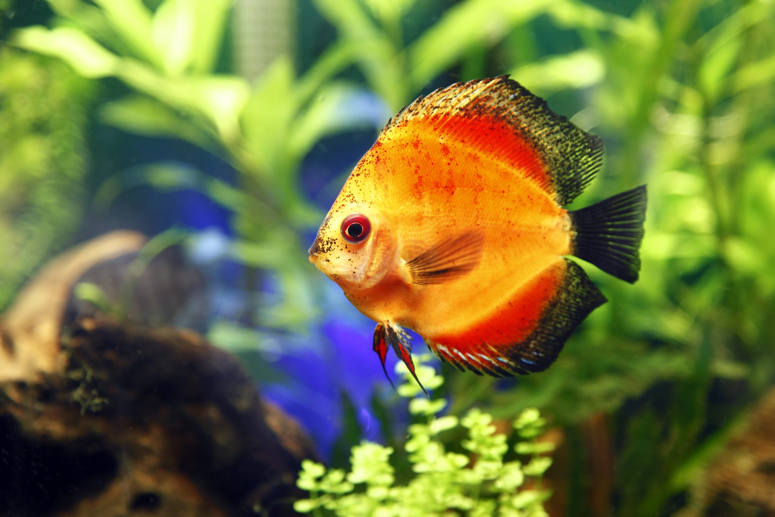 An orange discus fish gracefully swims in a clear aquarium, surrounded by aquatic plants and pebbles.