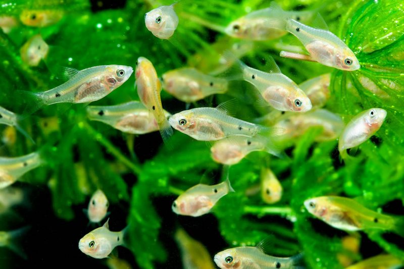 A group of small fish swimming among lush green aquatic plants in a clear water environment.