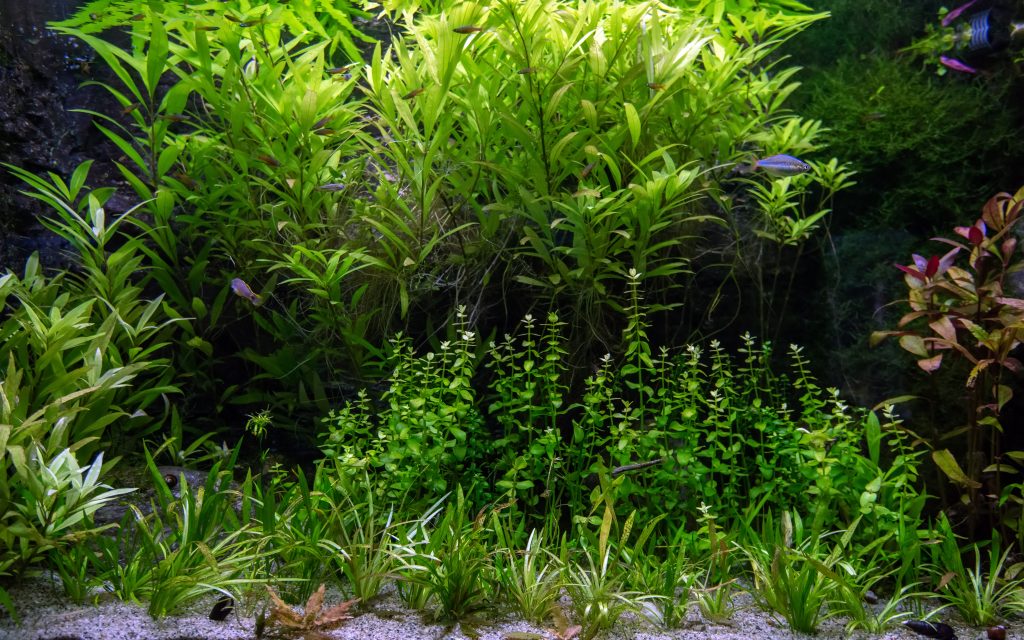 A vibrant fish tank filled with various aquarium plants, showcasing lush greenery and aquatic life.