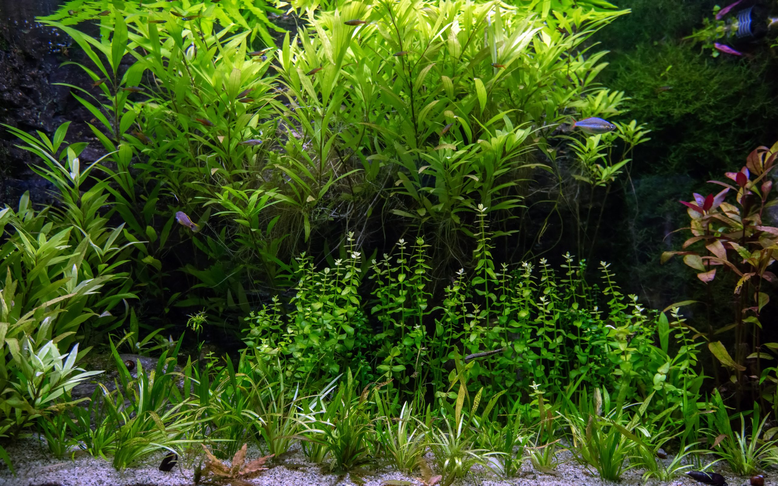 A vibrant fish tank filled with various aquarium plants, showcasing lush greenery and aquatic life.