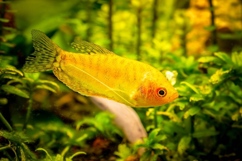 A vibrant yellow fish gracefully swims in a clear aquarium filled with aquatic plants.