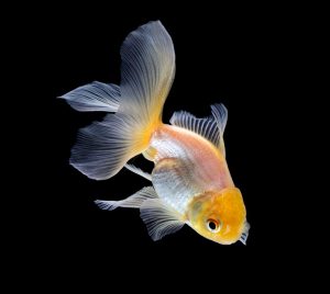 White Goldfish Fantail by Aquassi Ltd - £17.95