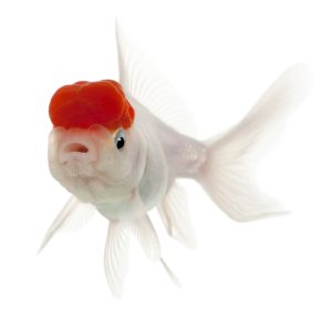 Premium Lionhead Goldfish (Carassius auratus)