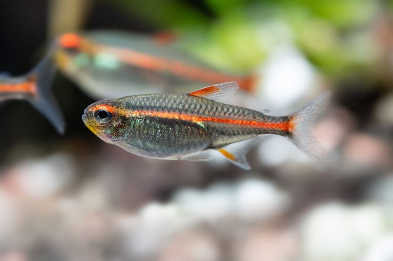 A small fish displaying vibrant red and black stripes swimming in clear water.