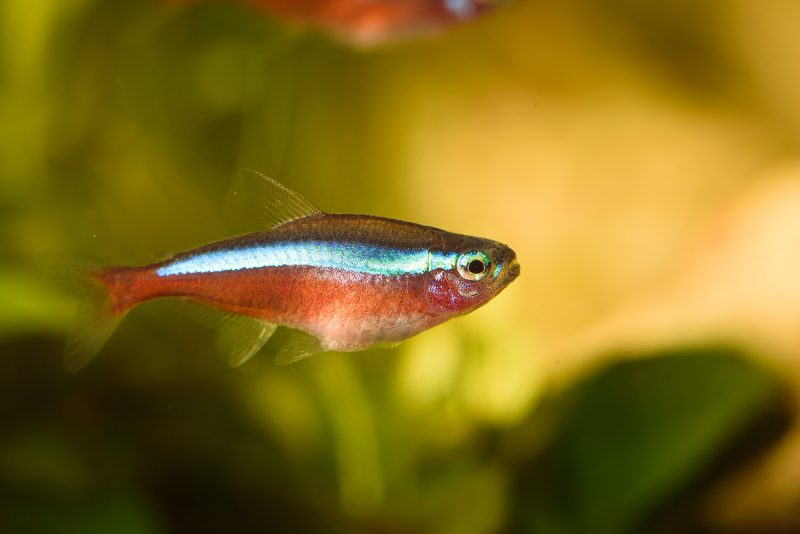 An aquarium containing healthy aquatic plants and multiple fish swimming in clear water.