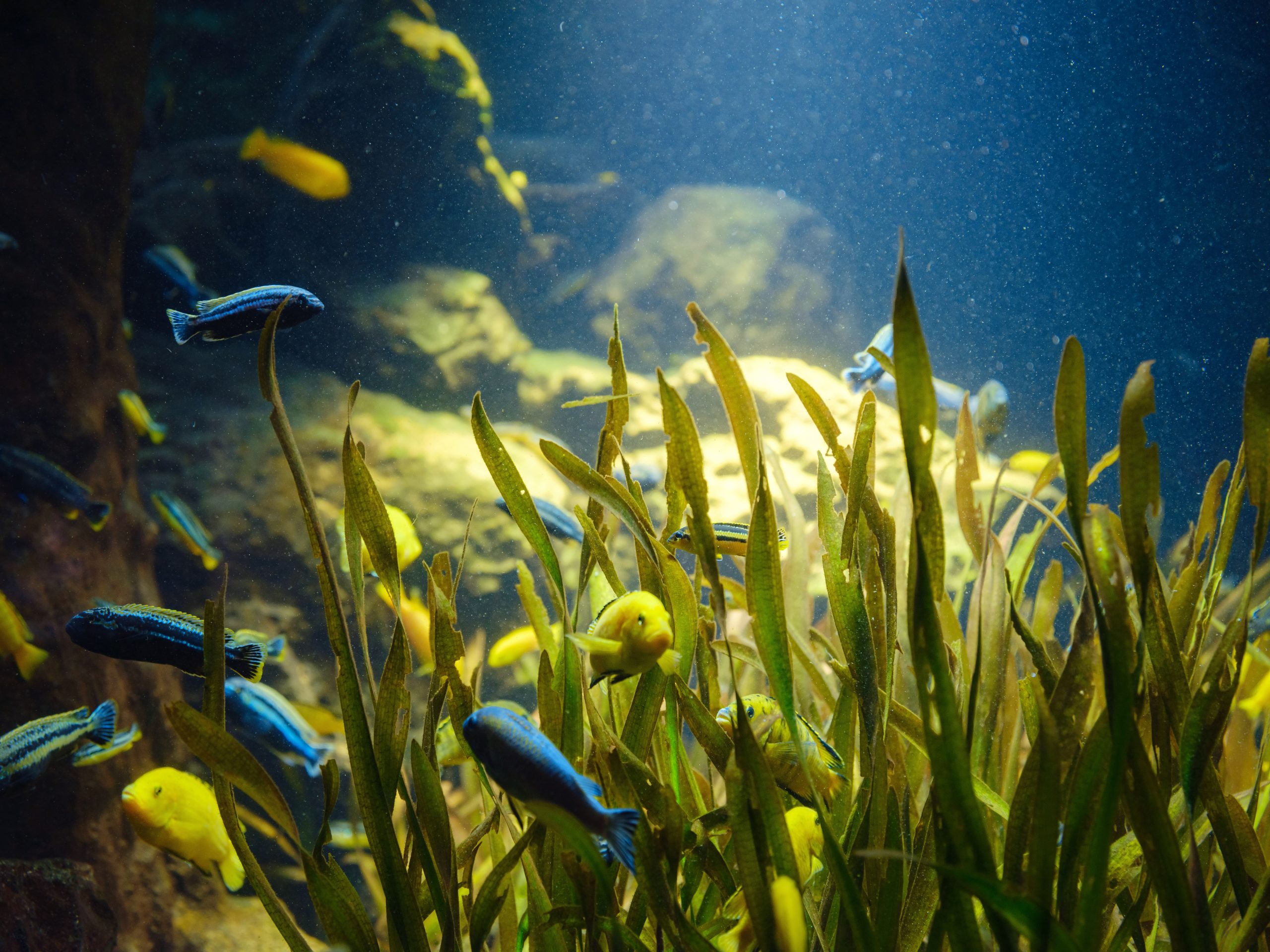 A group of colorful fish swimming in a tank surrounded by green aquatic plants.
