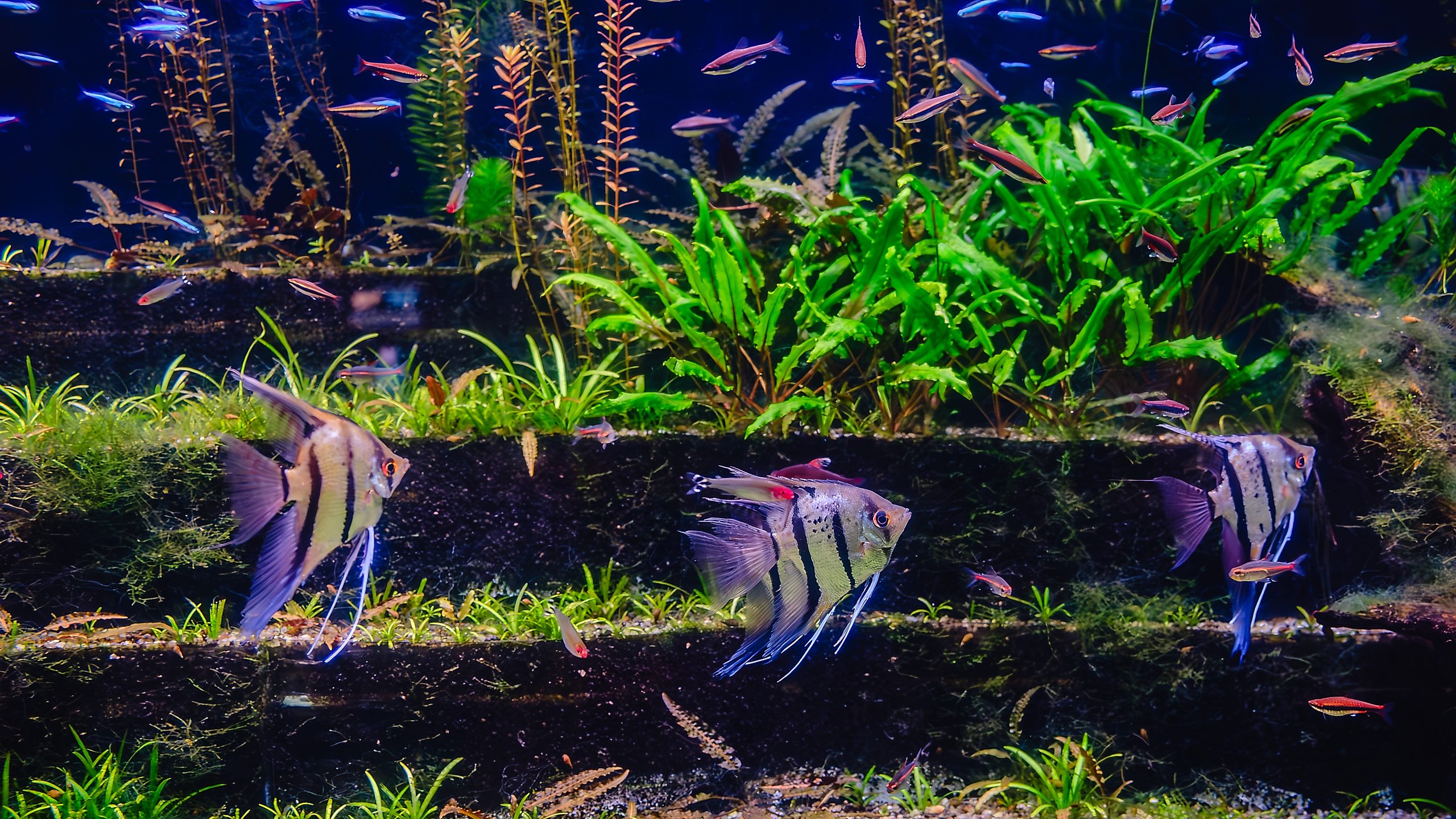 A vibrant aquarium scene featuring a group of colorful fish swimming among lush green plants and grass.