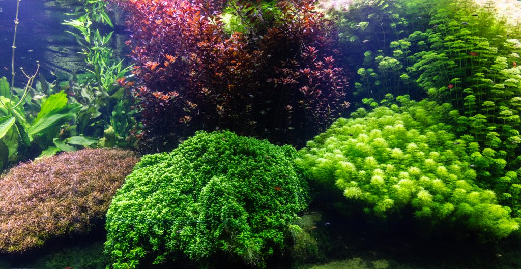 A large aquarium filled with a variety of aquatic plants, showcasing diverse colors and shapes.