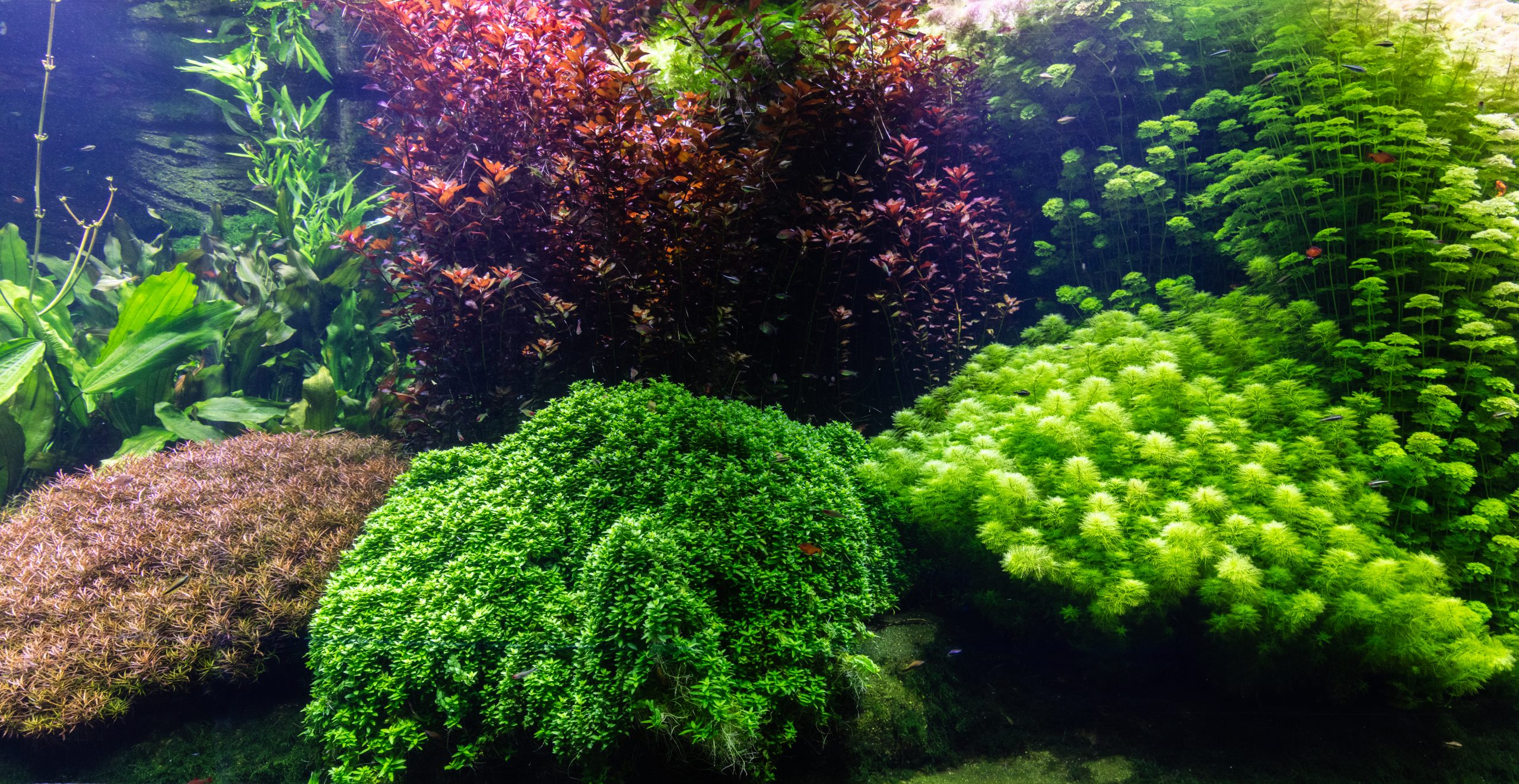 A large aquarium filled with a variety of aquatic plants, showcasing diverse colors and shapes.